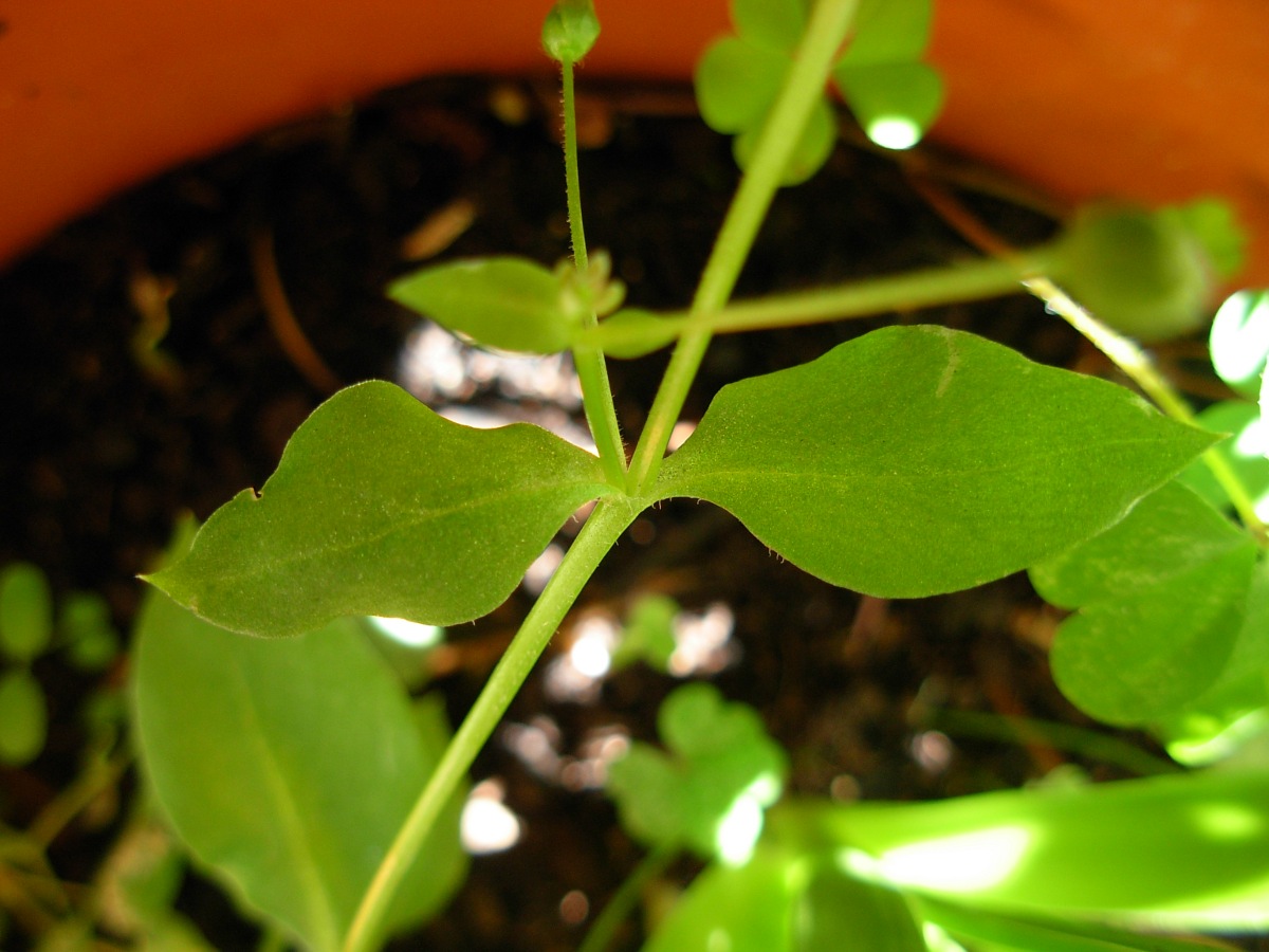 Stellaria pallida / Centocchio senza petali